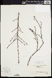 Amelanchier stolonifera image