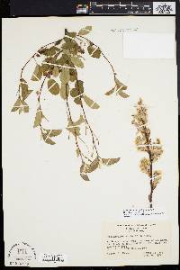 Amelanchier stolonifera image