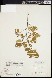 Amelanchier stolonifera image