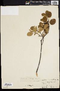 Amelanchier stolonifera image