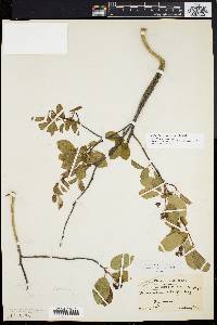 Amelanchier stolonifera image