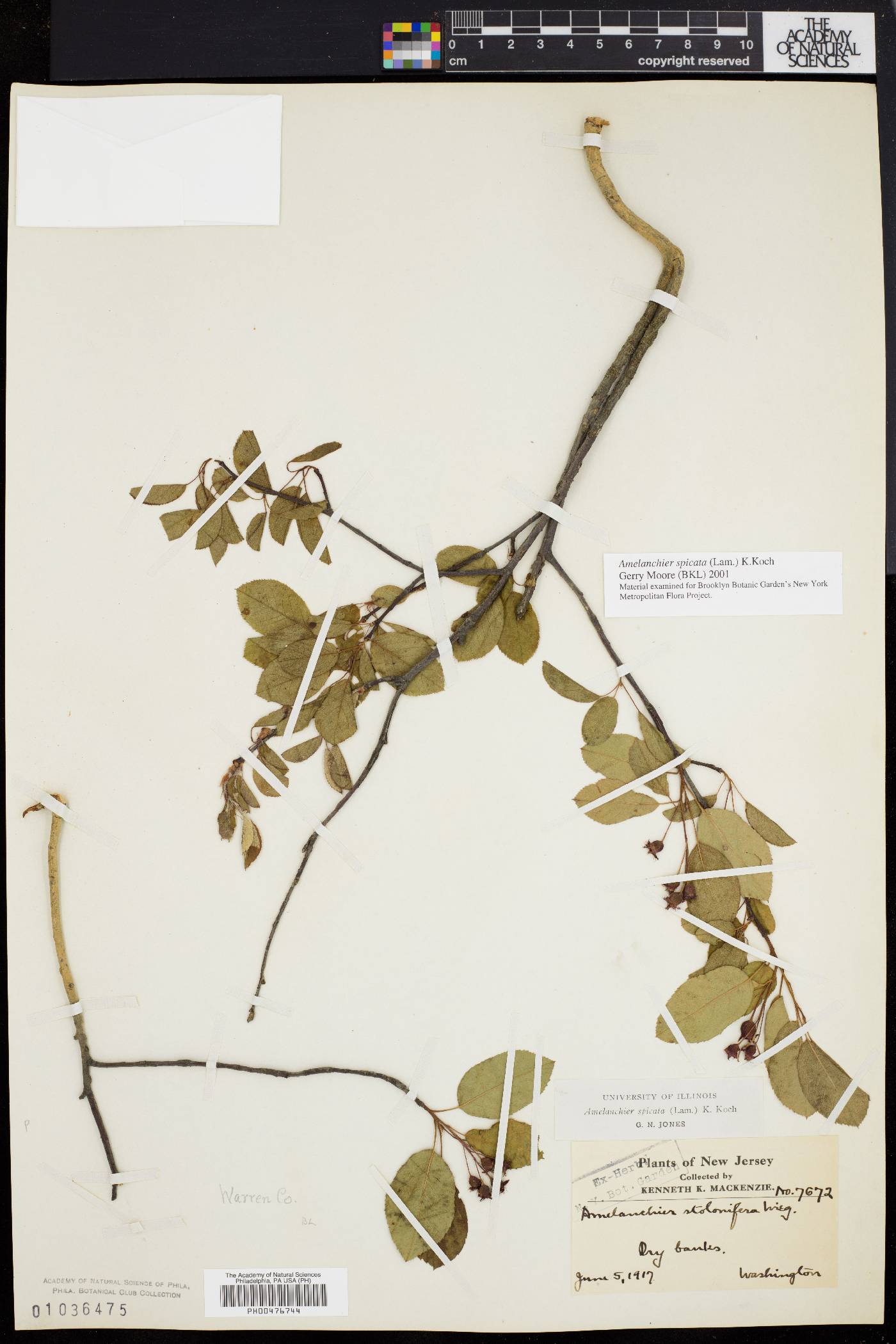 Amelanchier stolonifera image