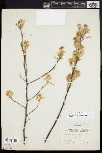 Amelanchier stolonifera image