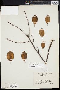 Amelanchier stolonifera image