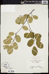 Amelanchier stolonifera image