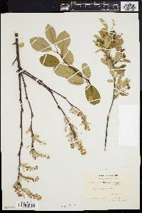 Amelanchier stolonifera image