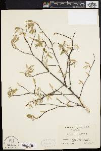 Amelanchier stolonifera image