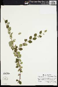 Image of Cotoneaster apiculatus