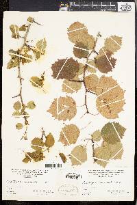 Crataegus anomala image