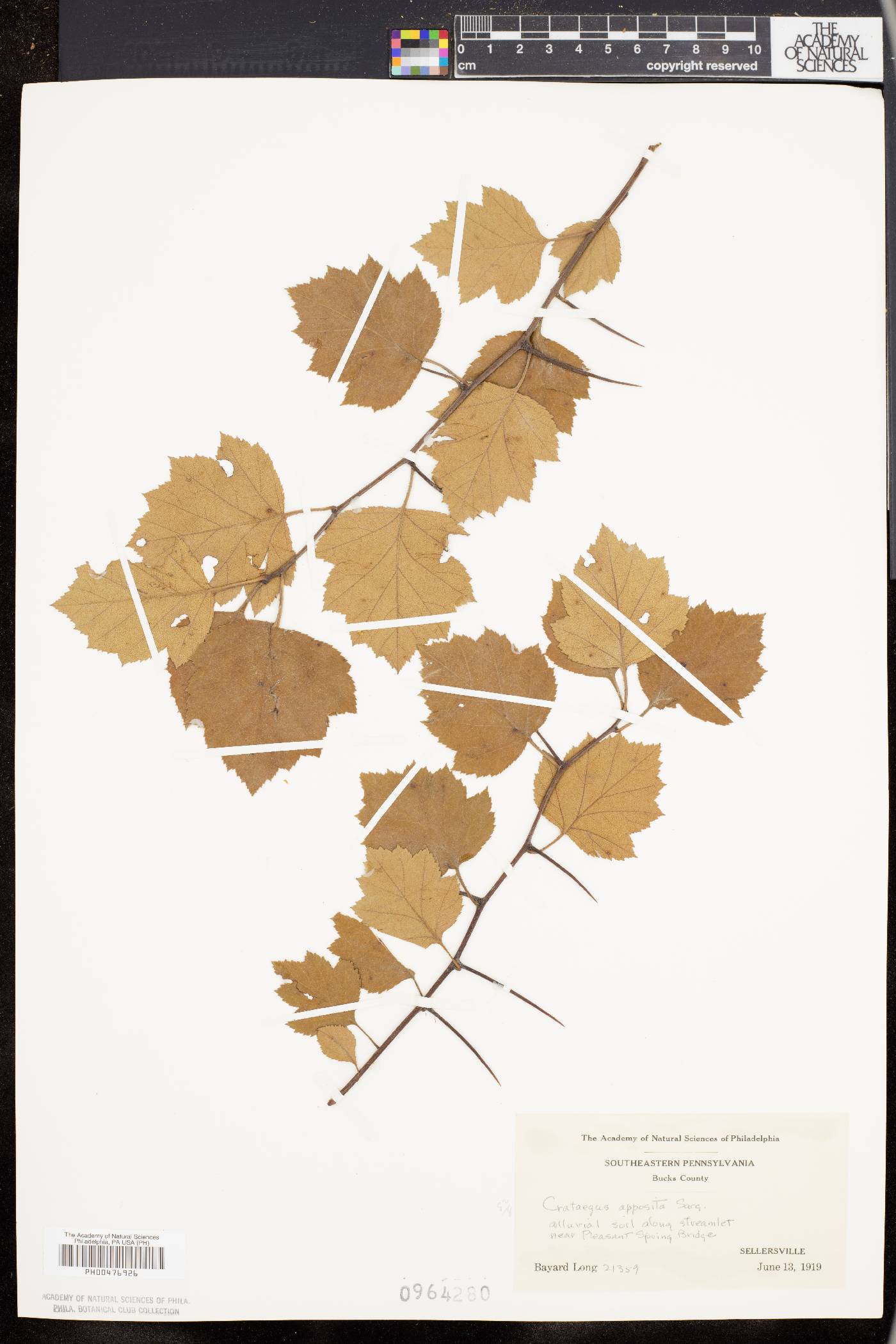 Crataegus apposita image