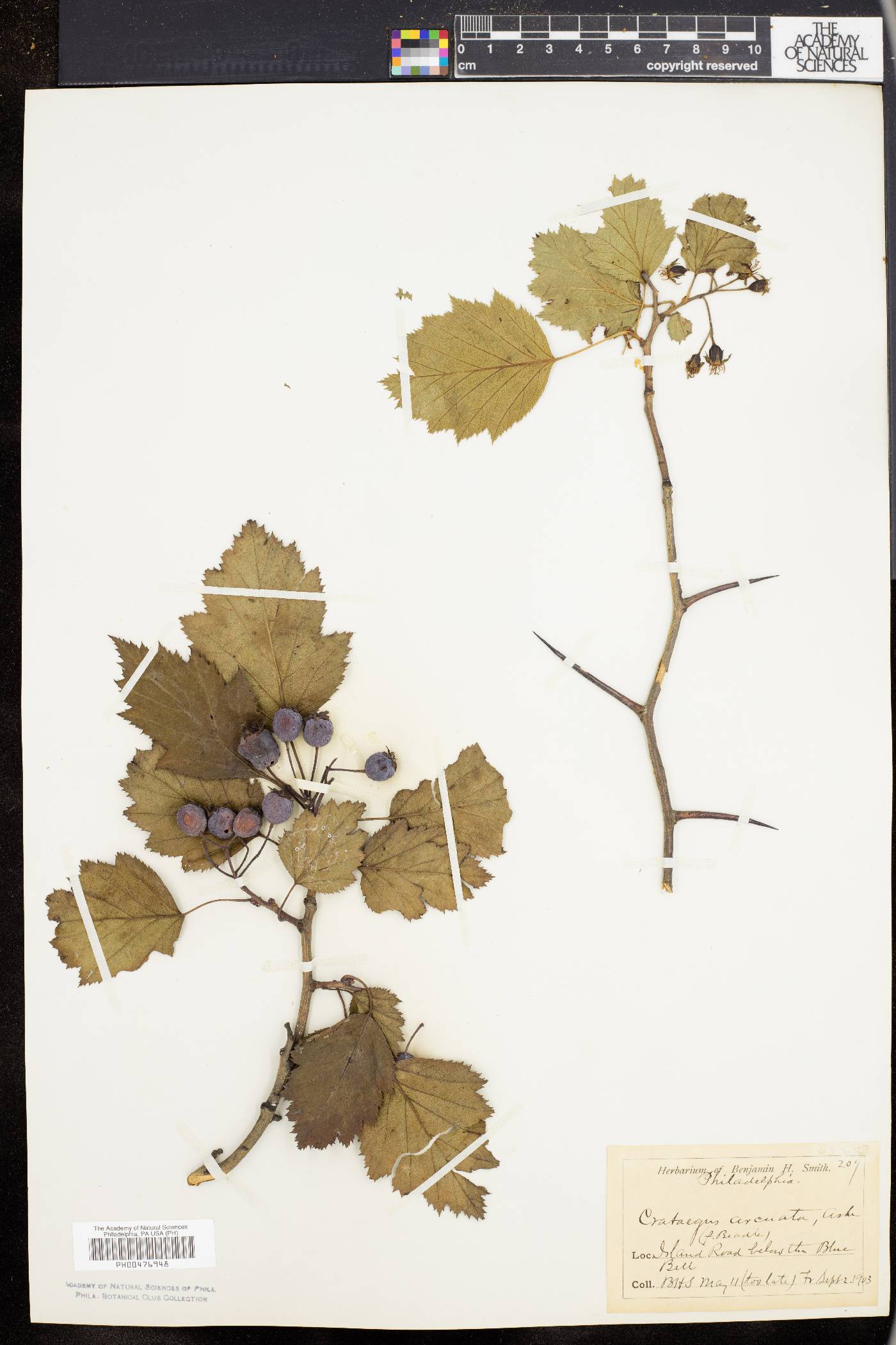 Crataegus arcuata image