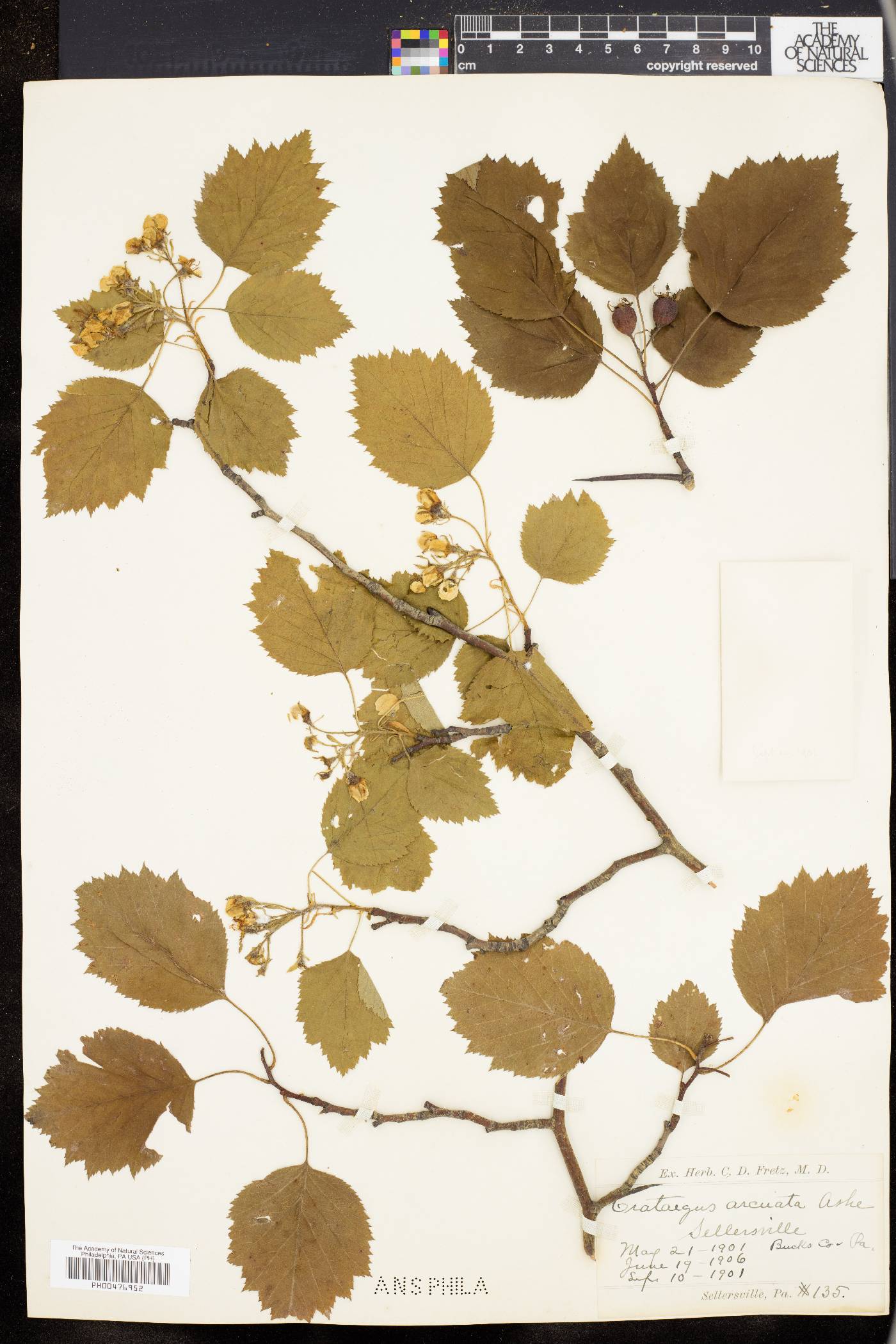Crataegus arcuata image