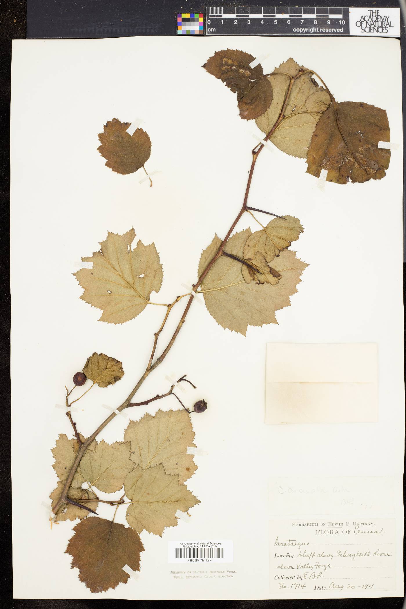 Crataegus arcuata image