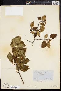 Crataegus elliptica image