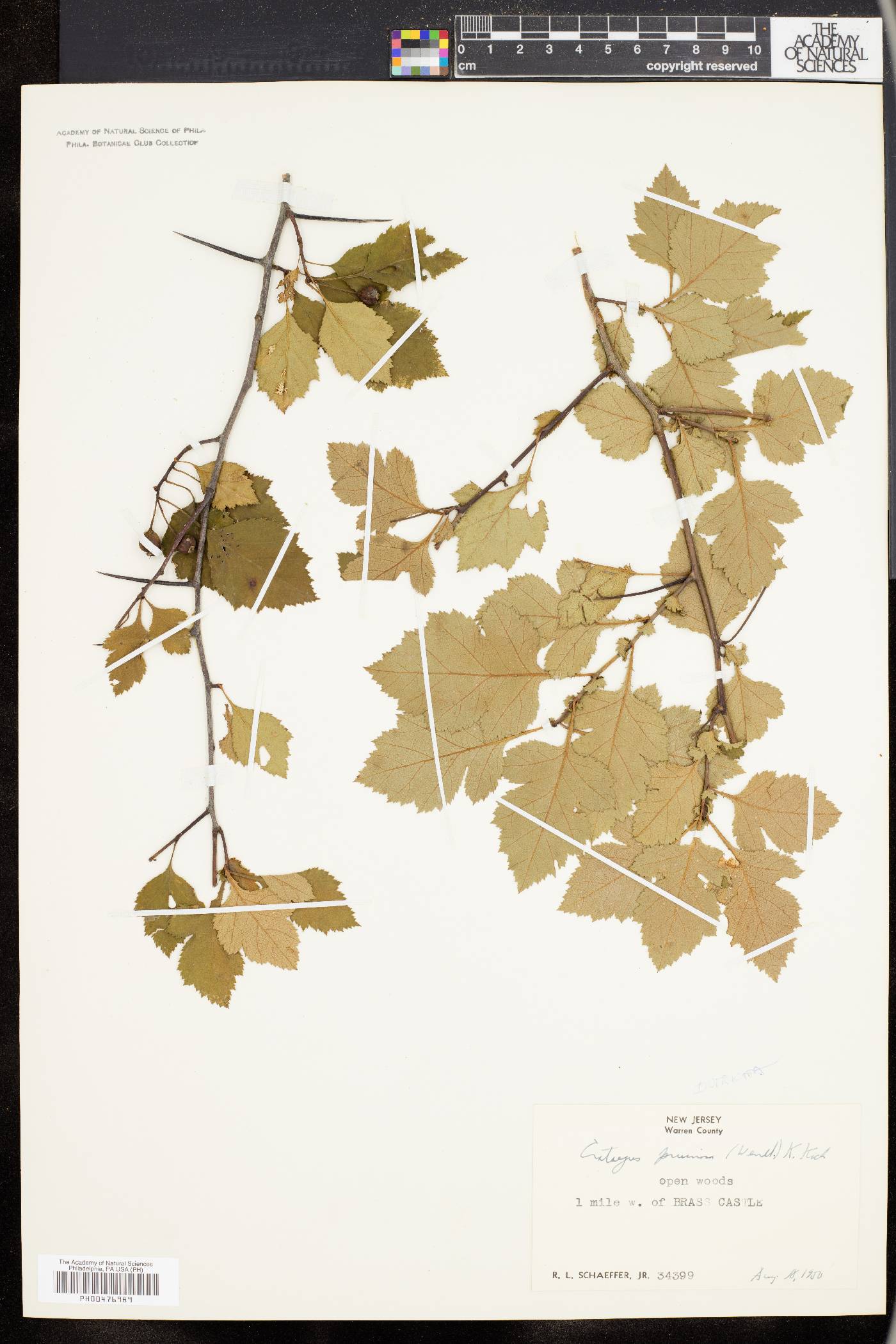 Crataegus intricata image