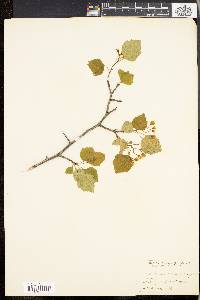 Crataegus advena image