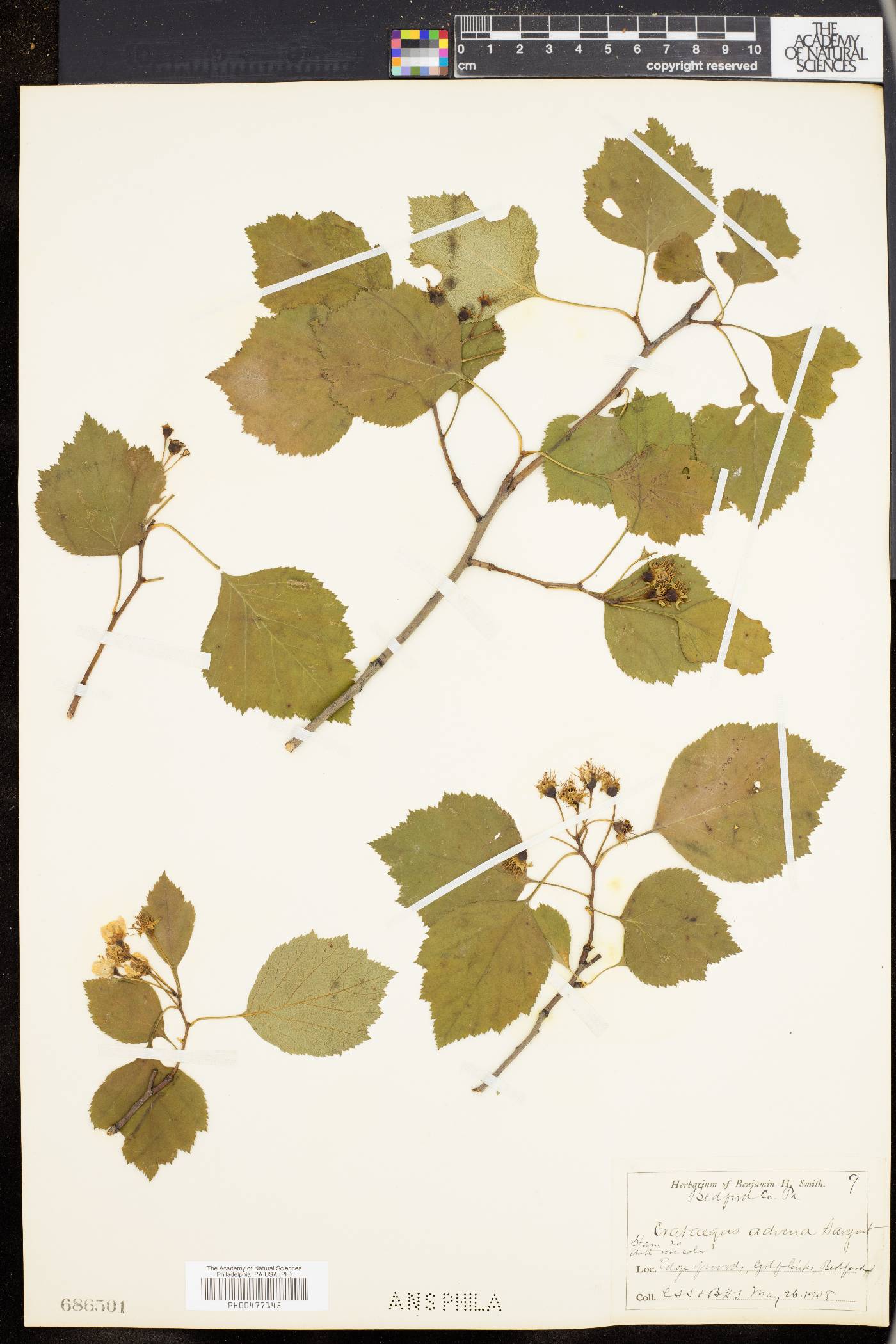 Crataegus advena image