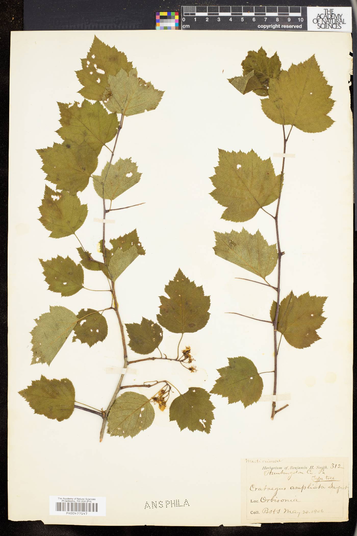 Crataegus ampliata image
