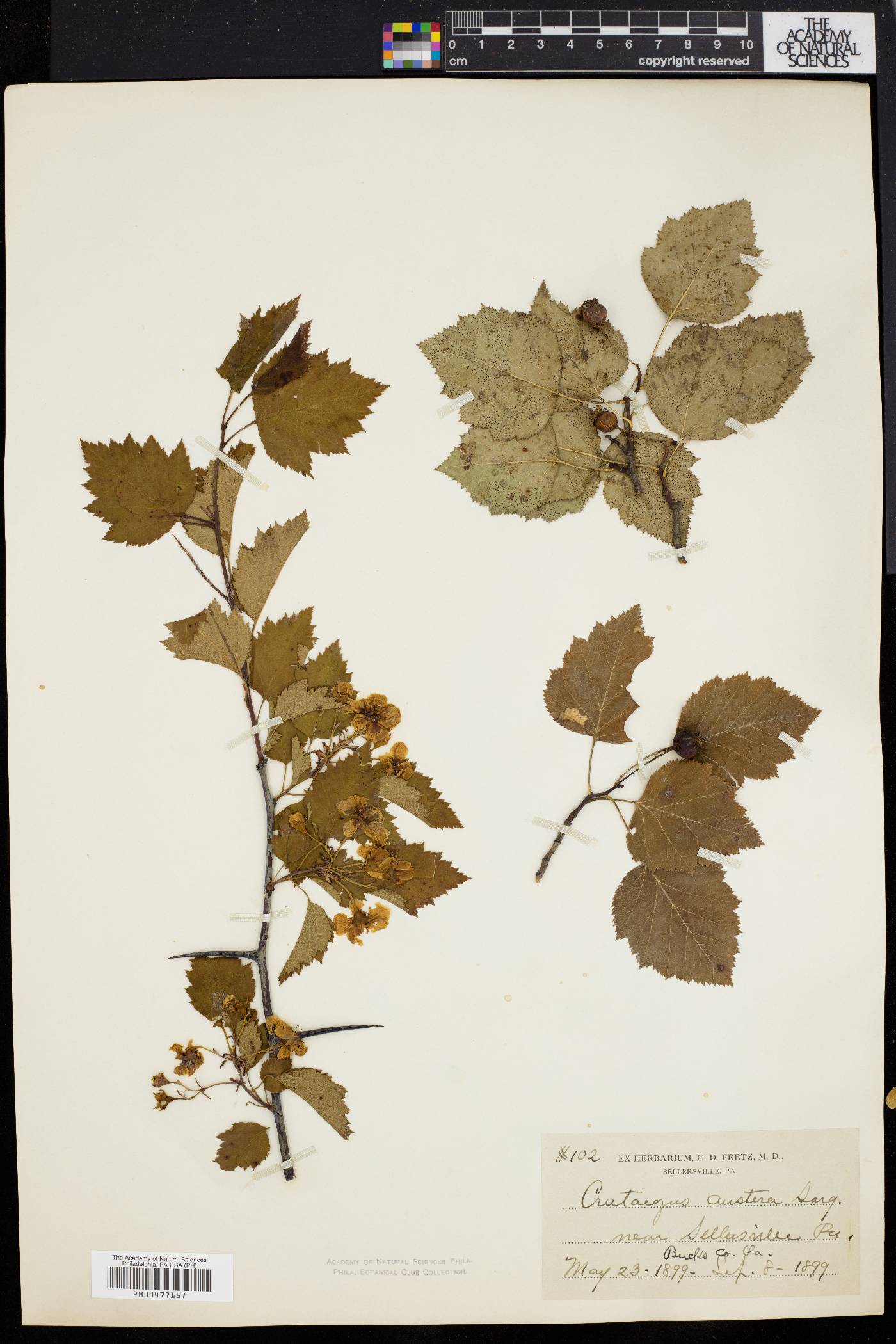 Crataegus austera image