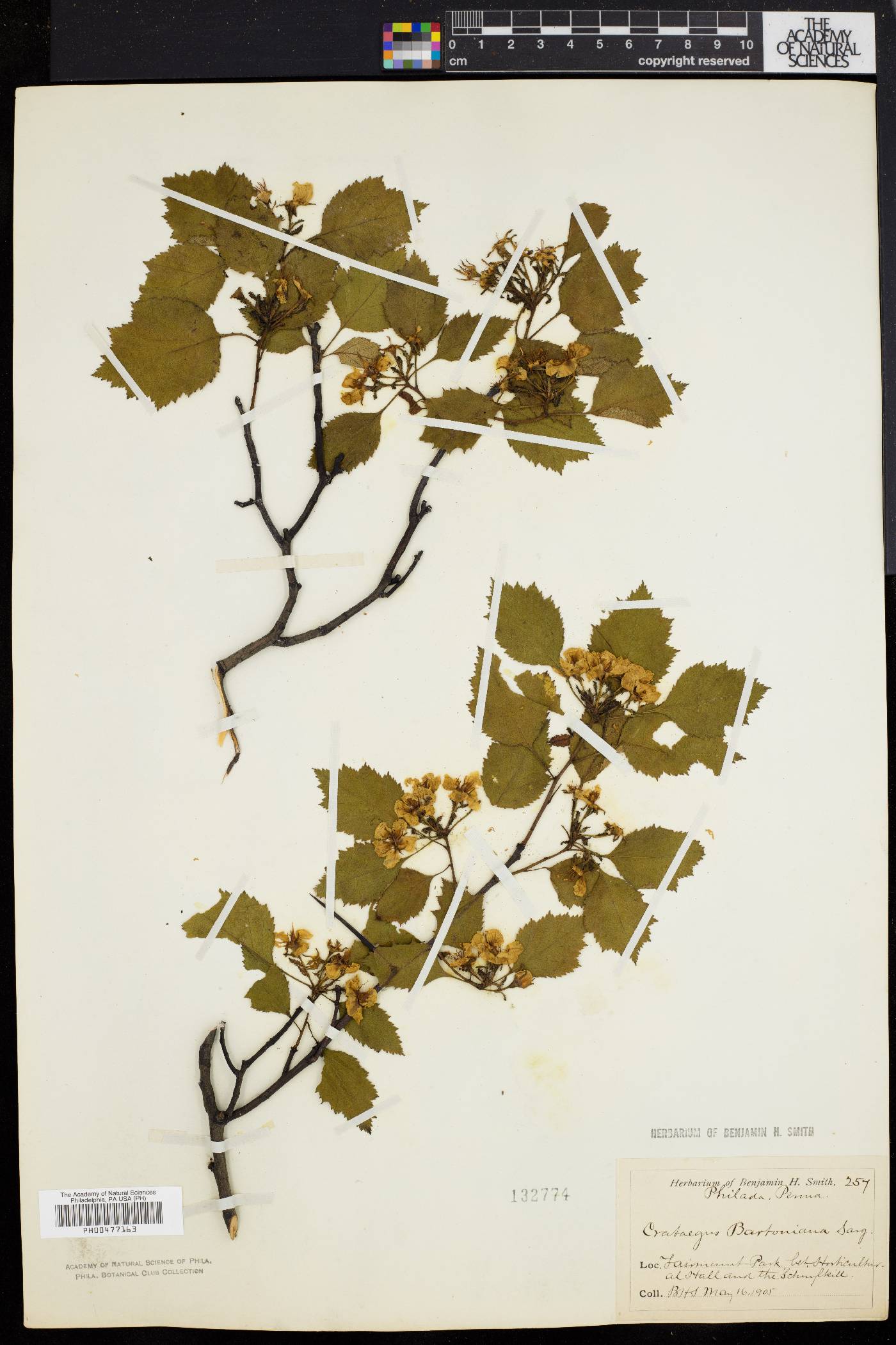Crataegus bartoniana image