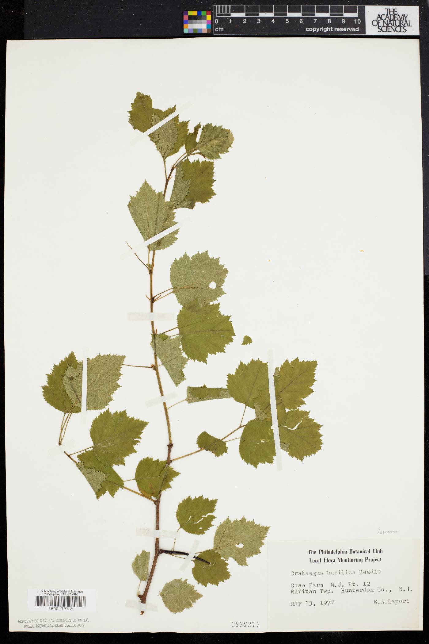 Crataegus basilica image