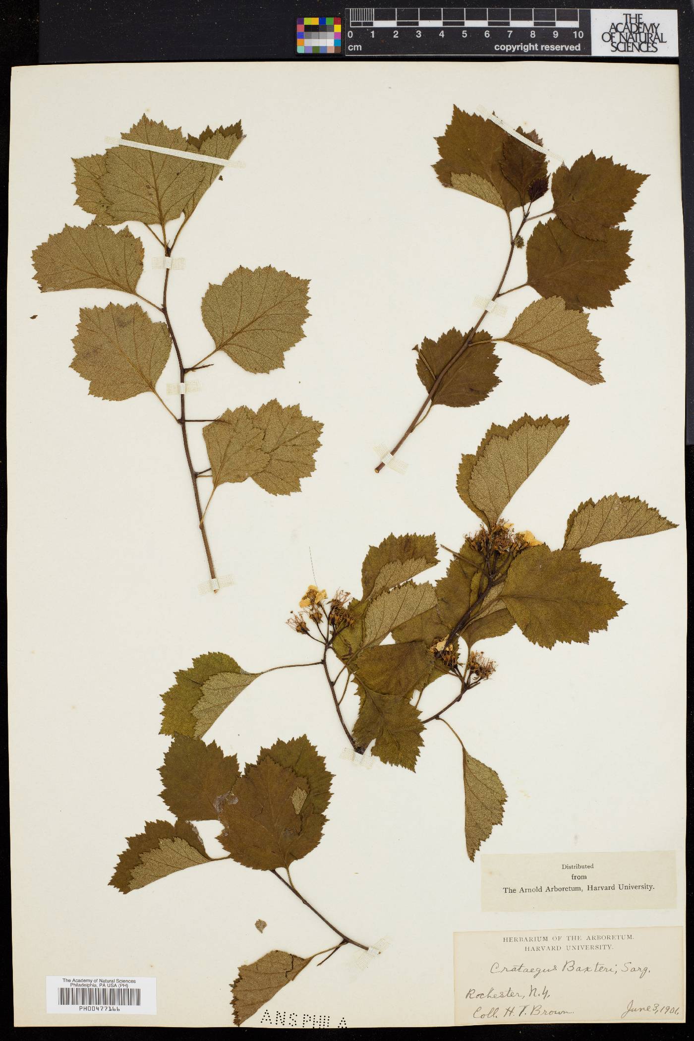 Crataegus baxteri image