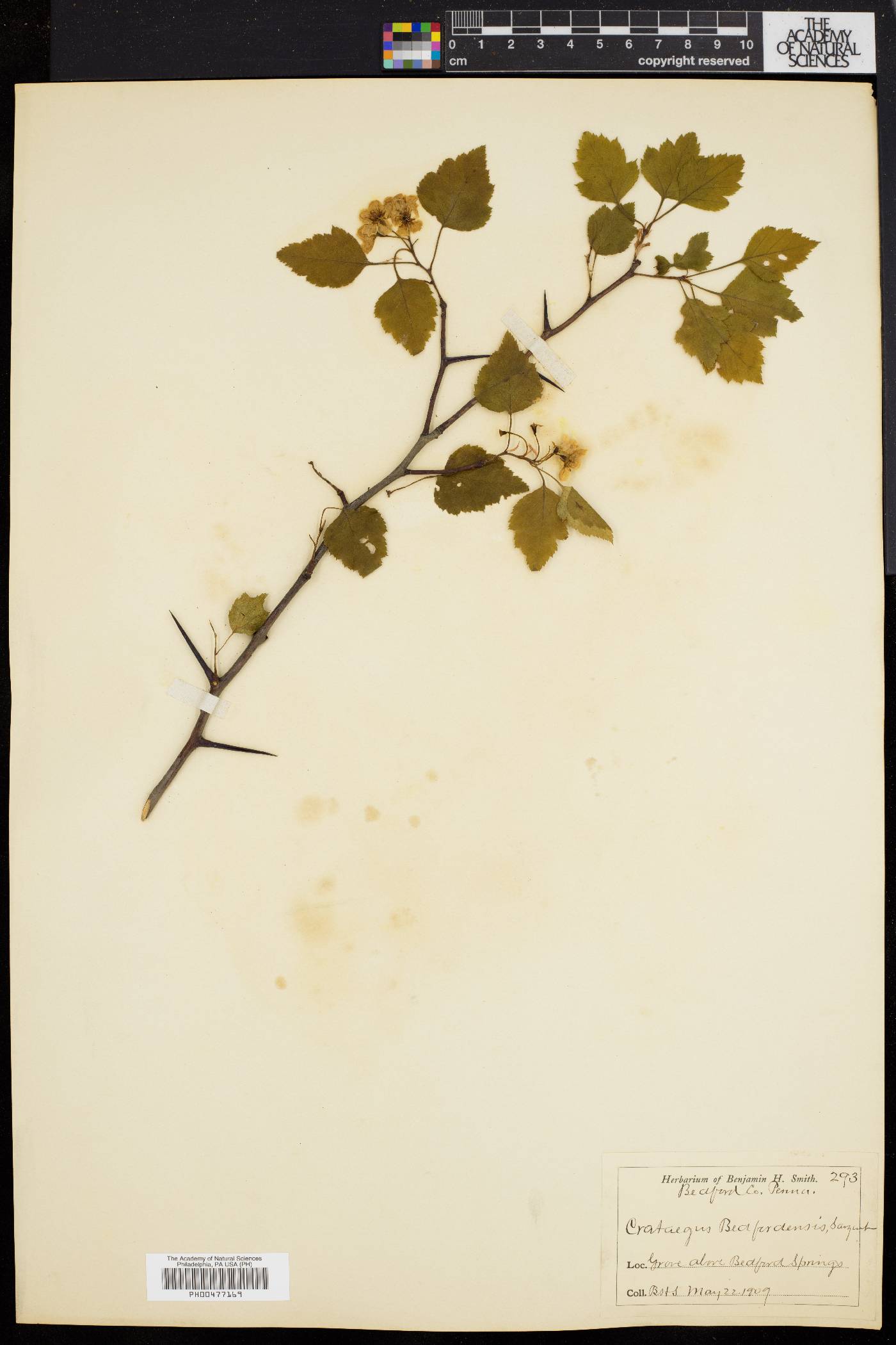 Crataegus bedfordensis image