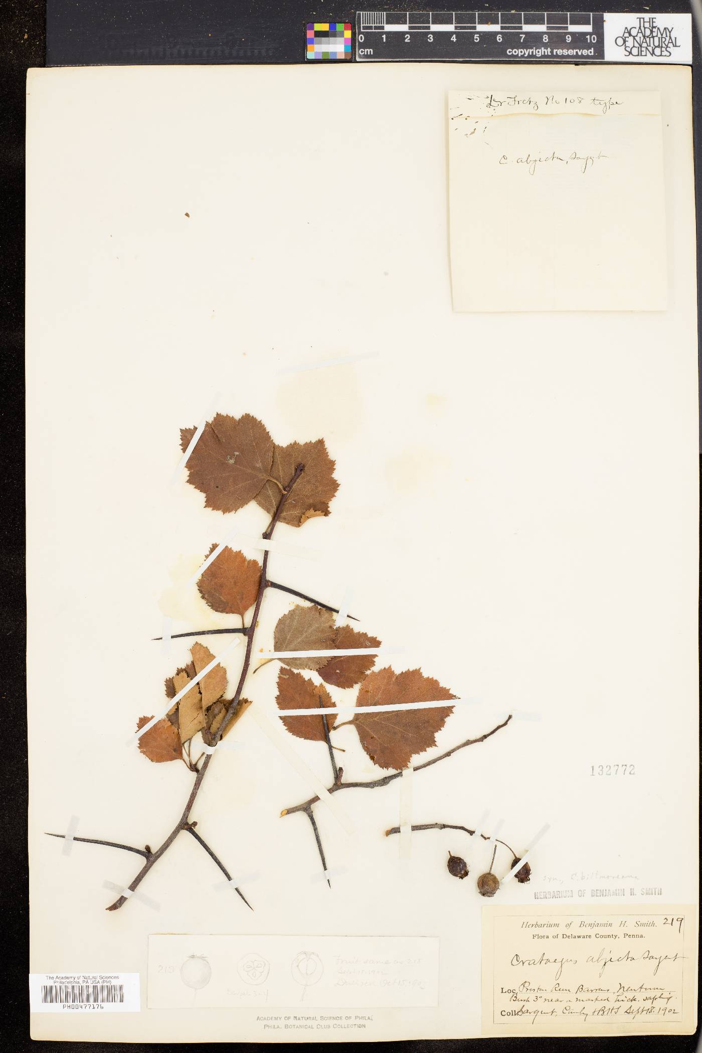 Crataegus biltmoreana image
