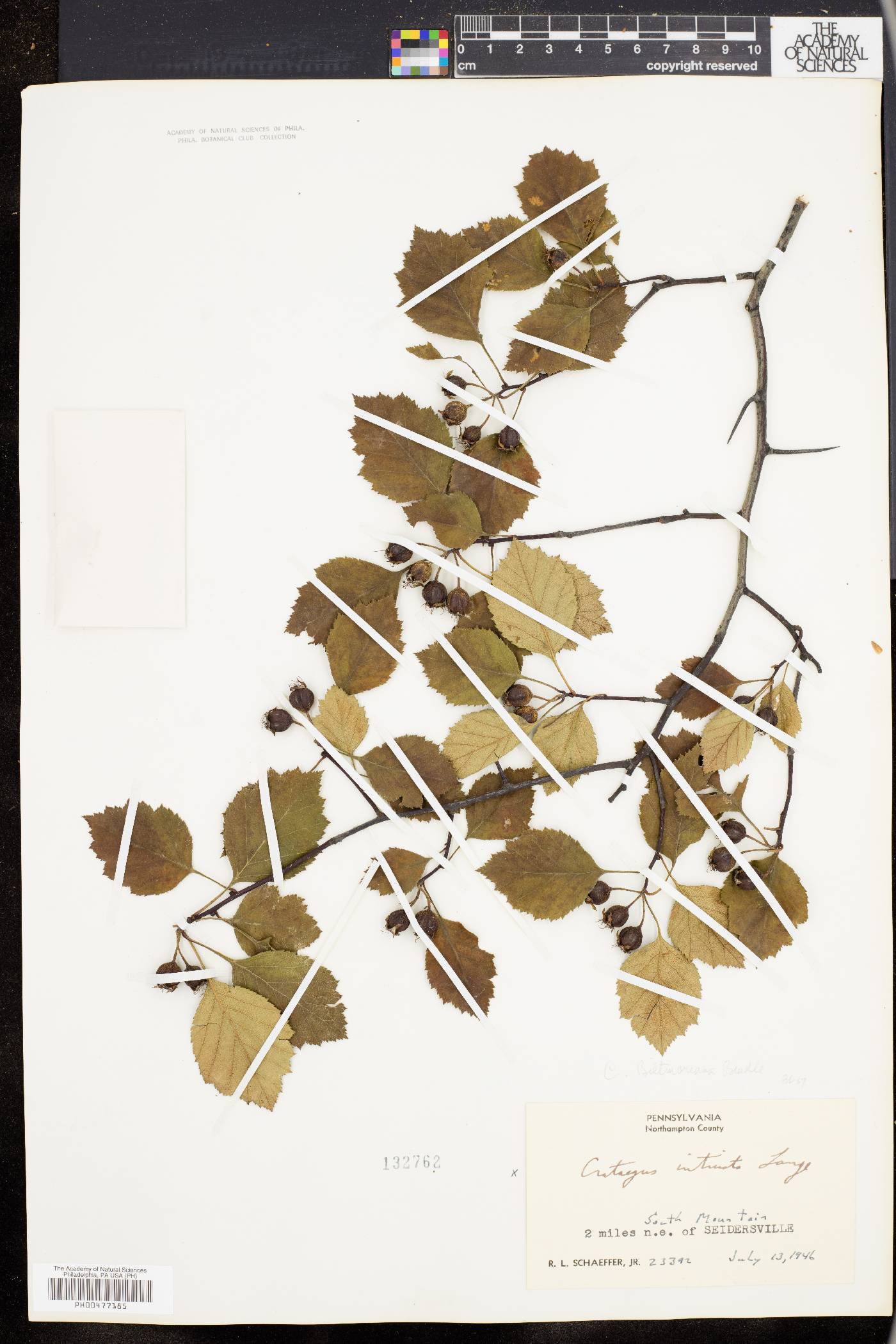 Crataegus biltmoreana image