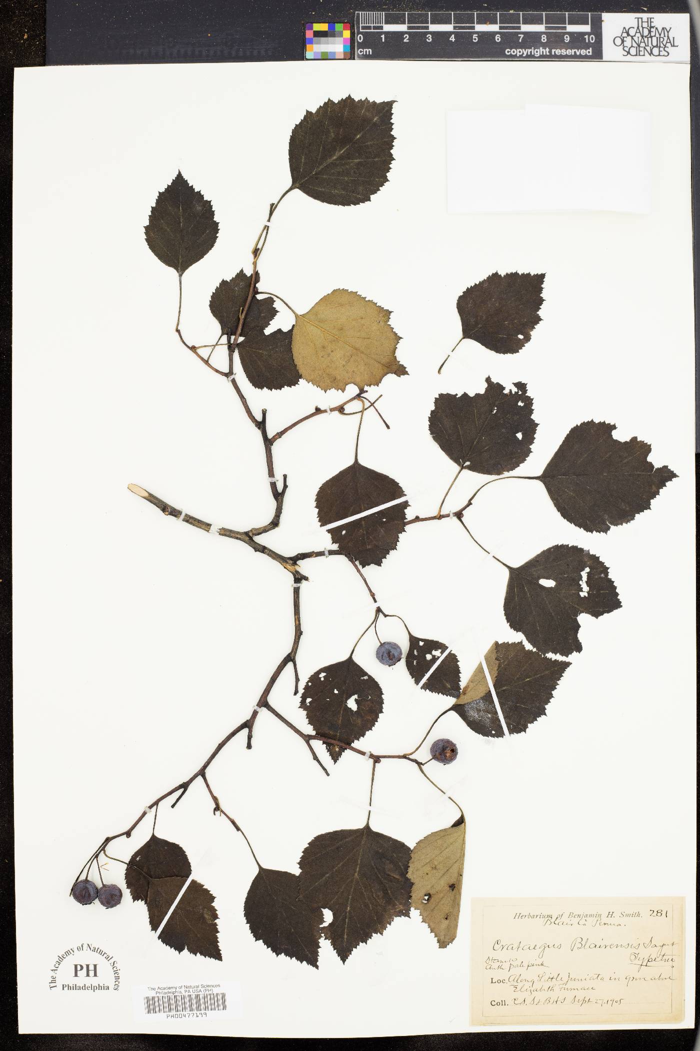 Crataegus blairensis image