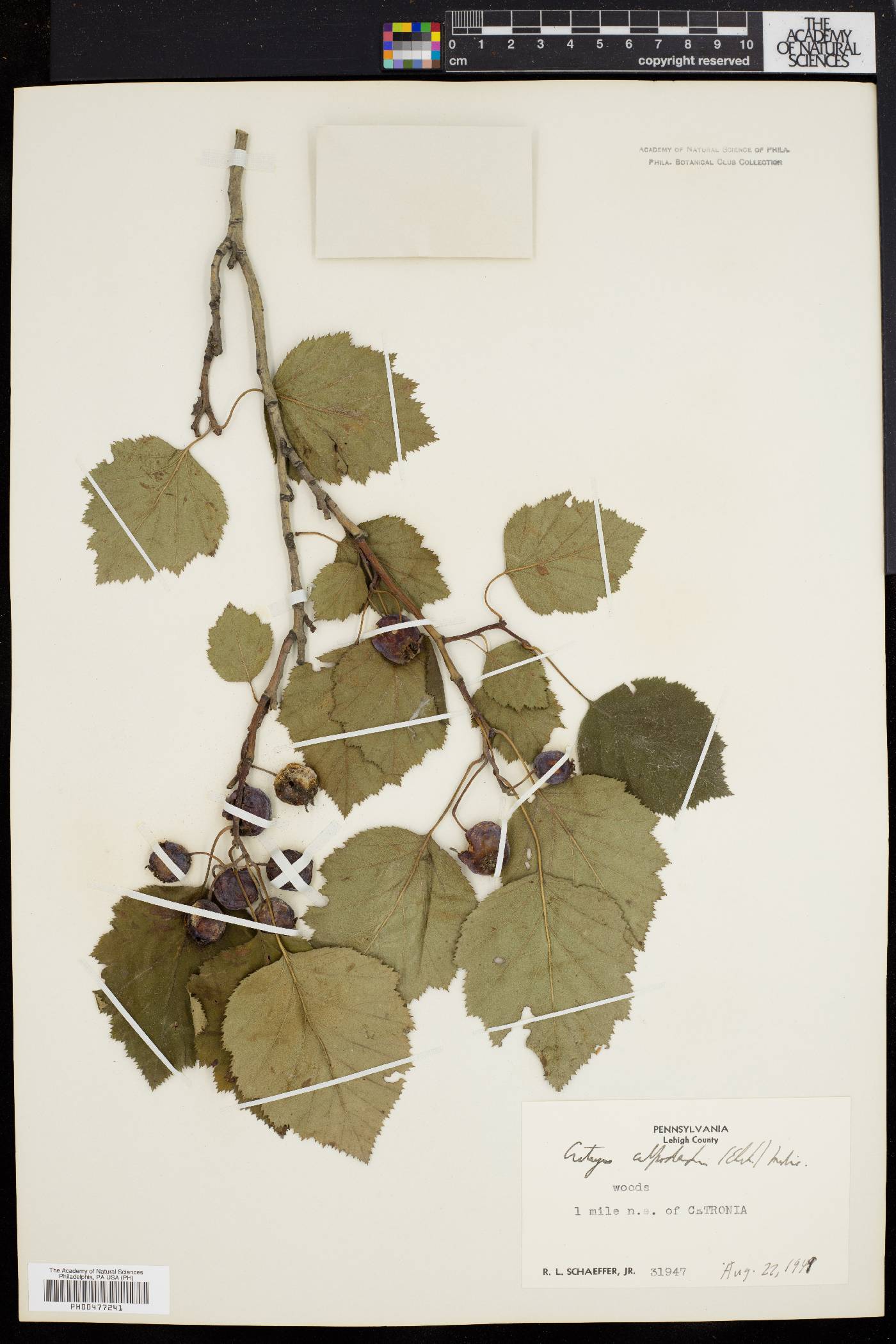 Crataegus calpodendron image