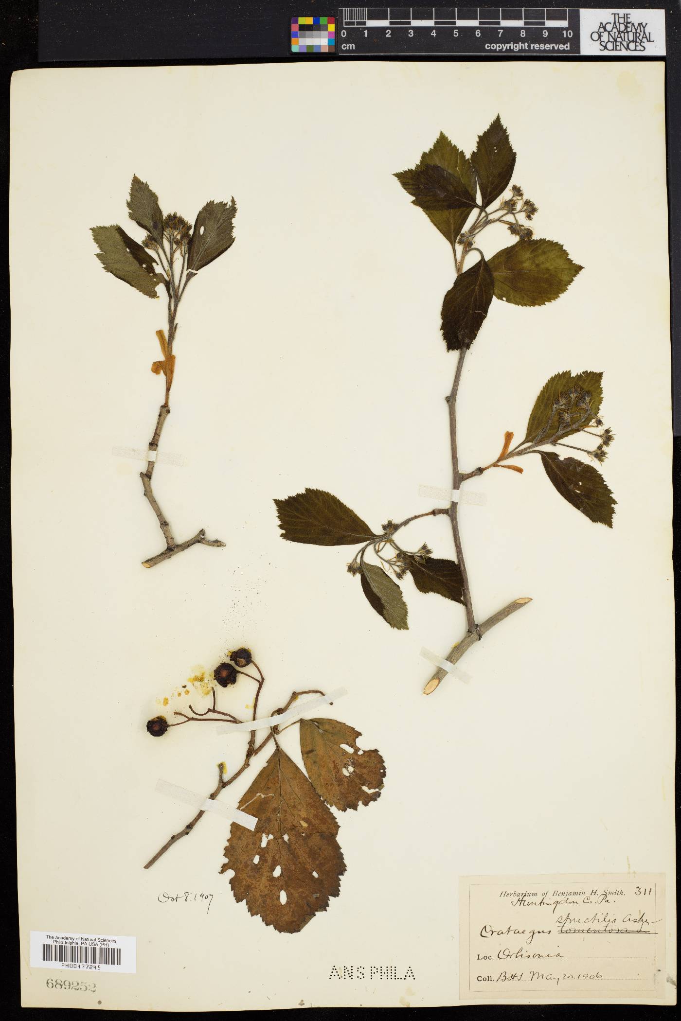 Crataegus calpodendron image