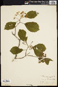 Crataegus calpodendron image