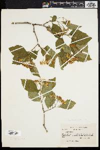 Crataegus calpodendron image