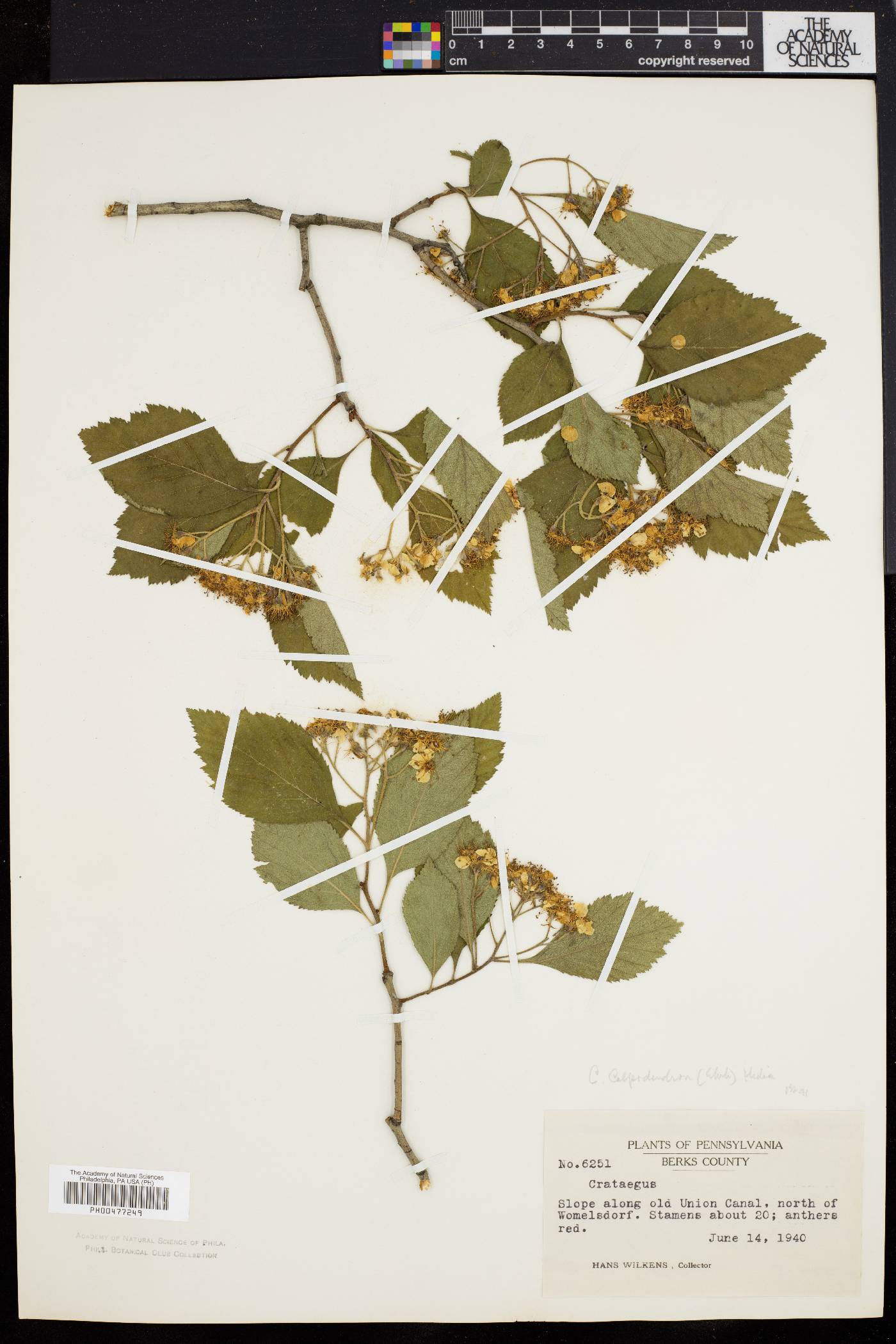 Crataegus calpodendron image