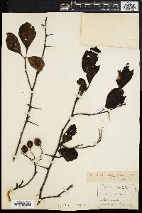 Crataegus calvescens image