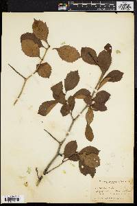 Crataegus calvescens image