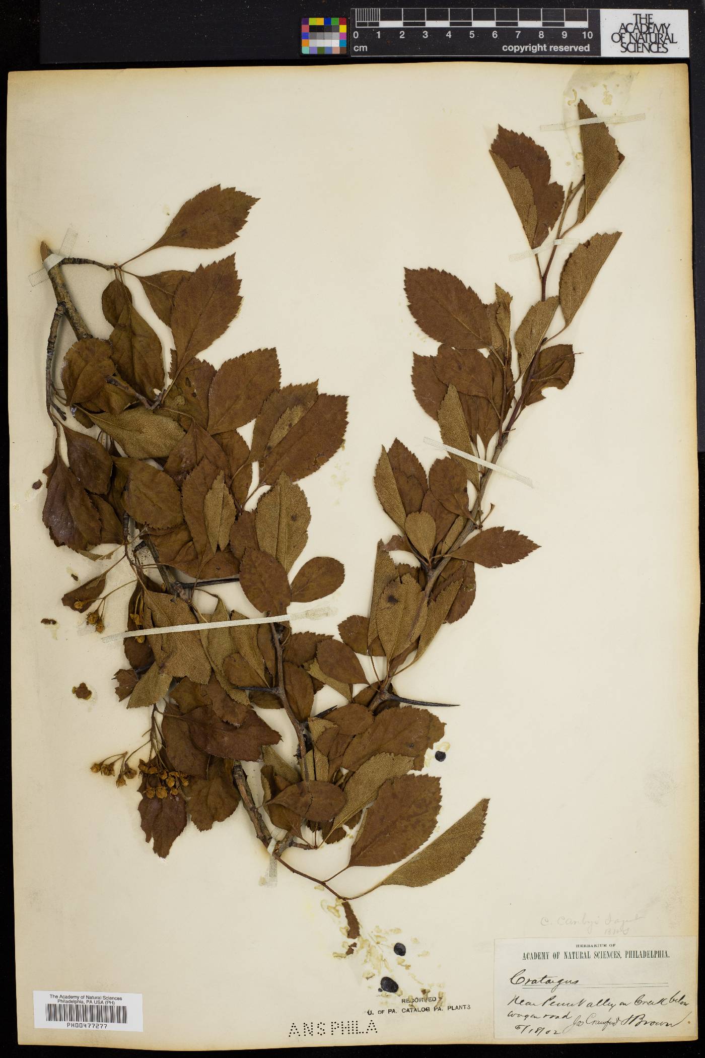 Crataegus canbyi image