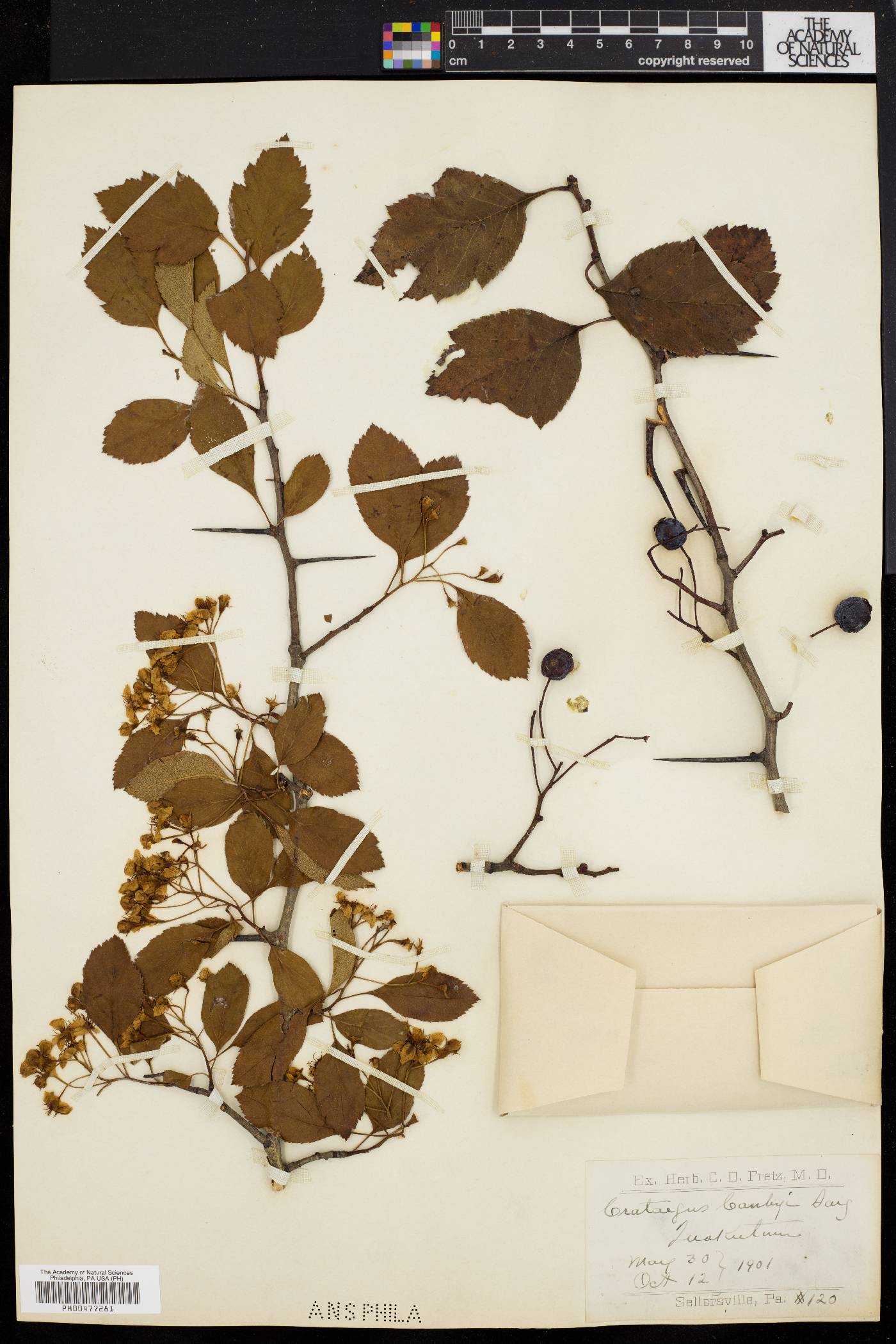 Crataegus canbyi image