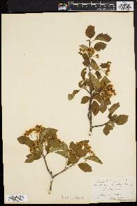 Crataegus canbyi image