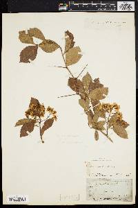 Crataegus canbyi image