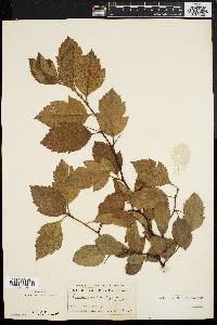 Crataegus canbyi image