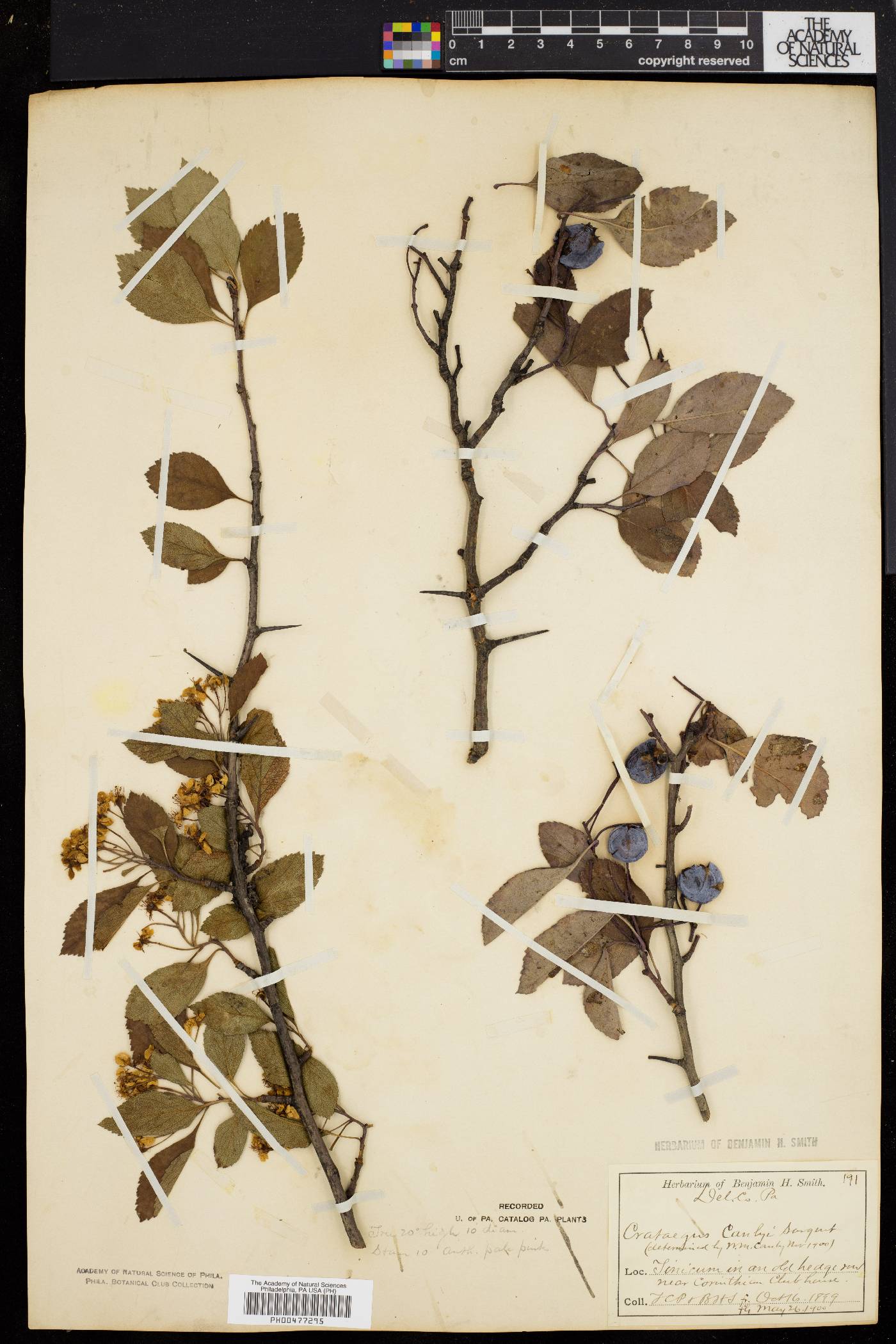 Crataegus canbyi image