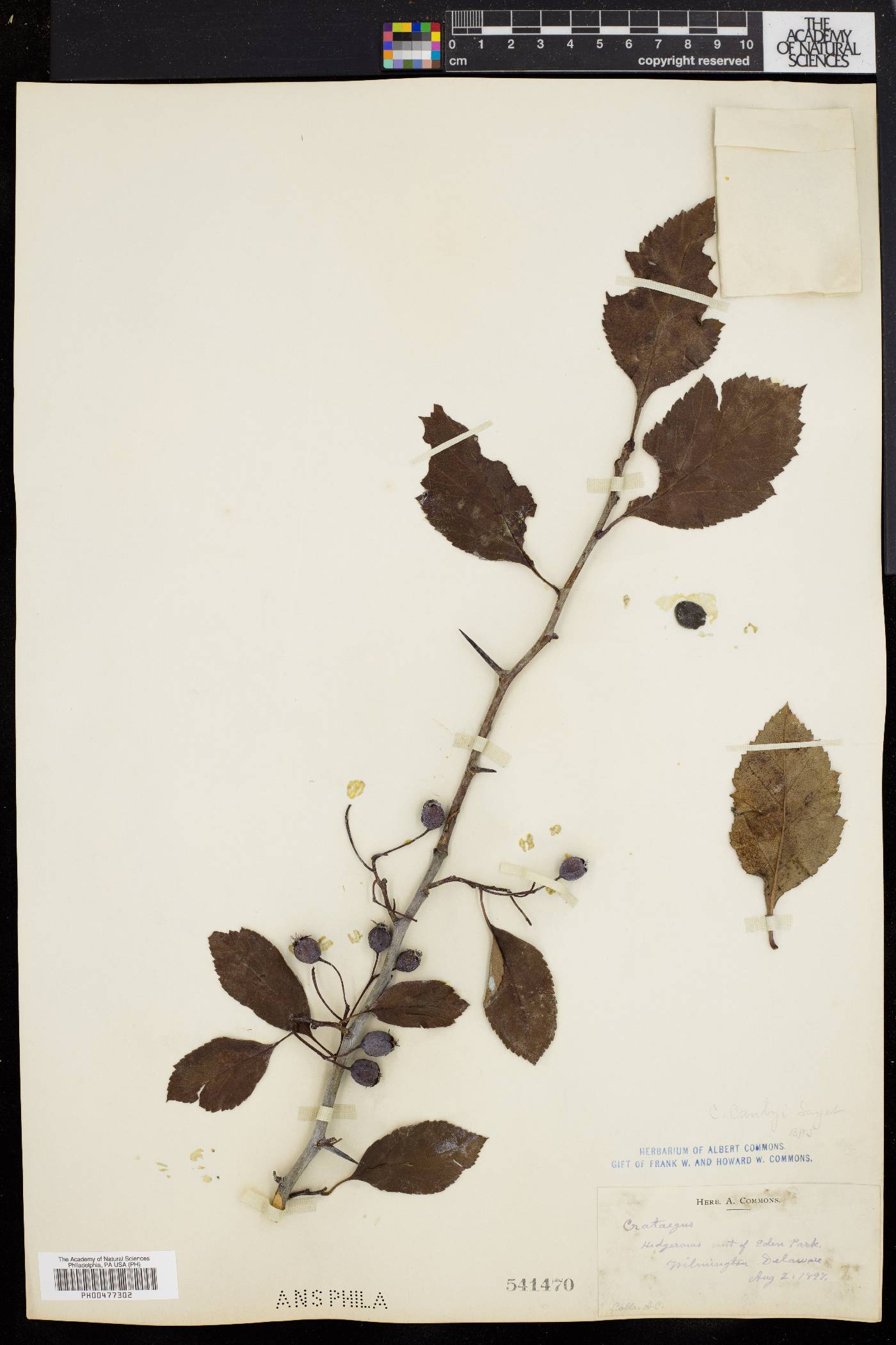 Crataegus canbyi image