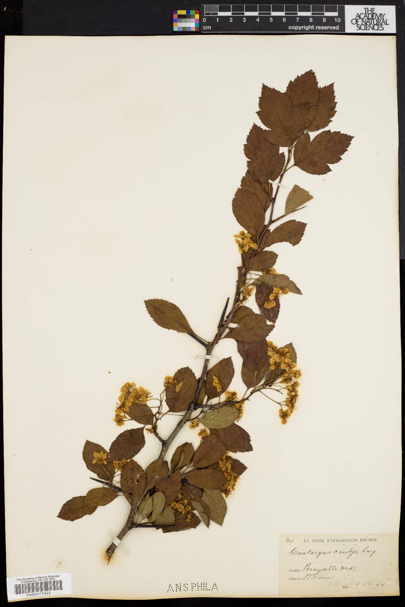 Crataegus canbyi image