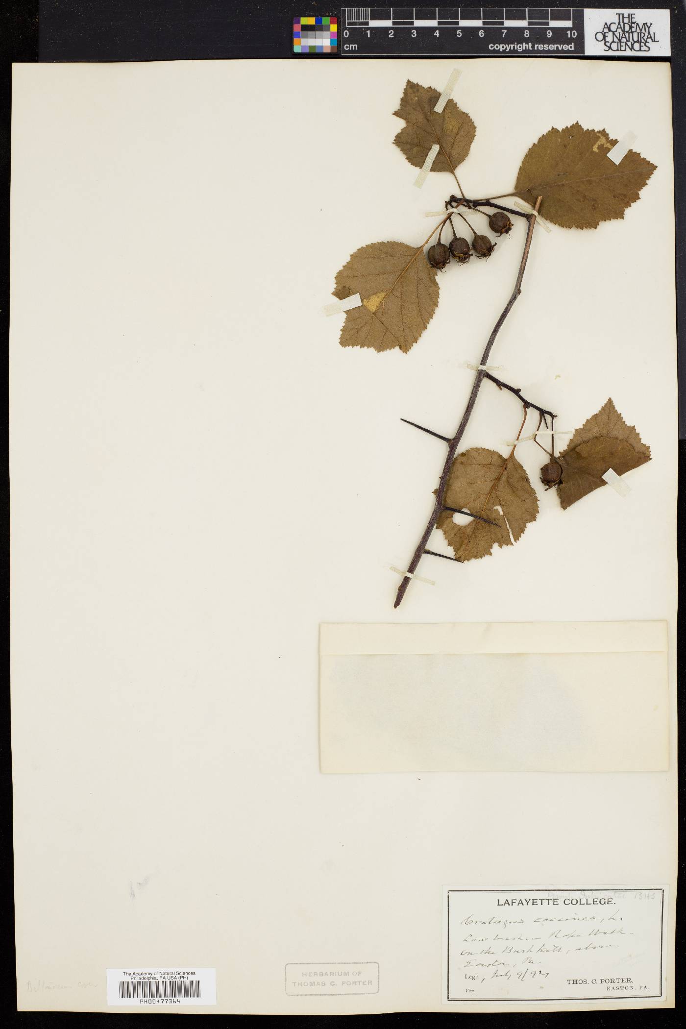 Crataegus coccinea image