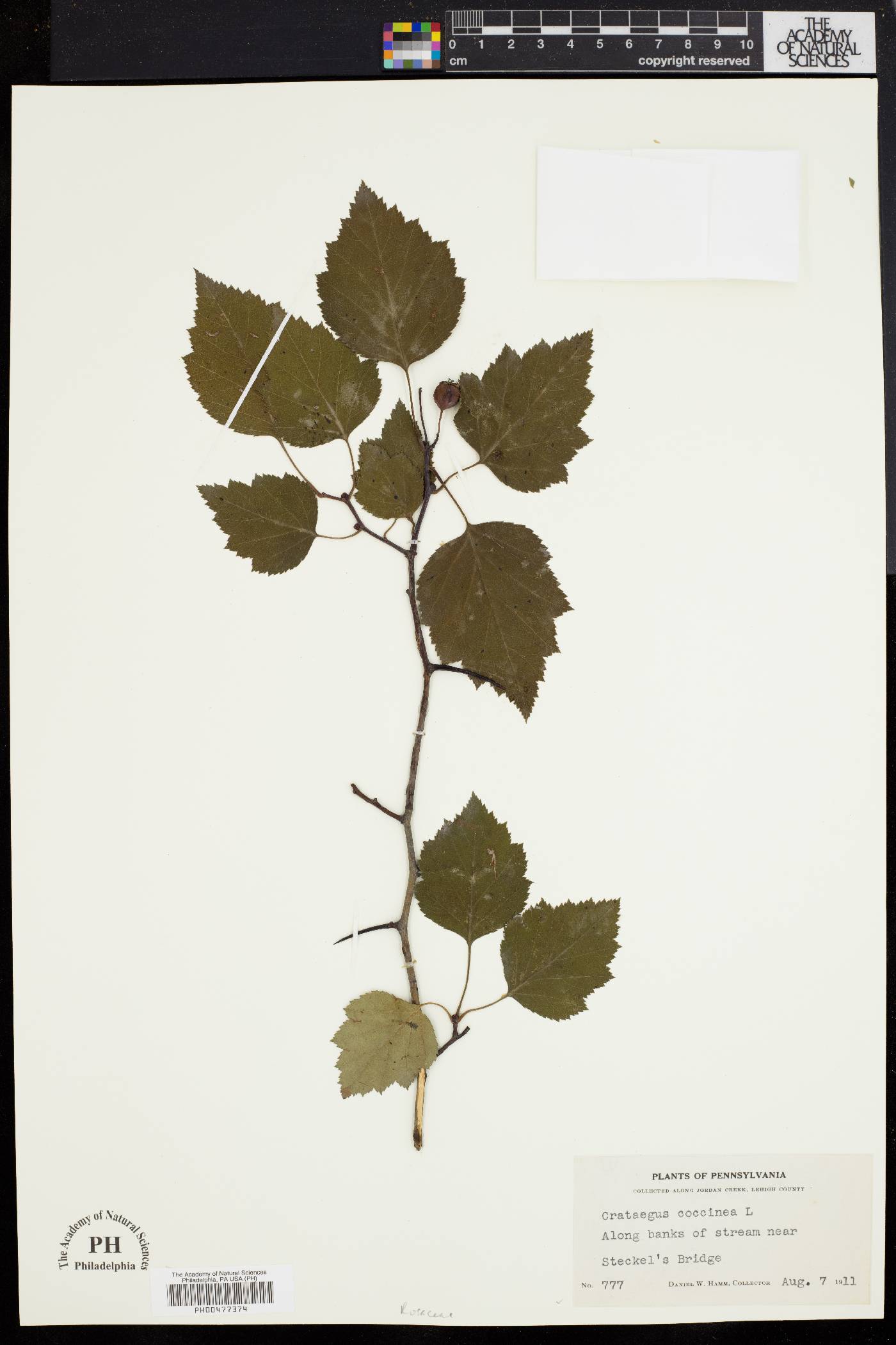 Crataegus coccinea image