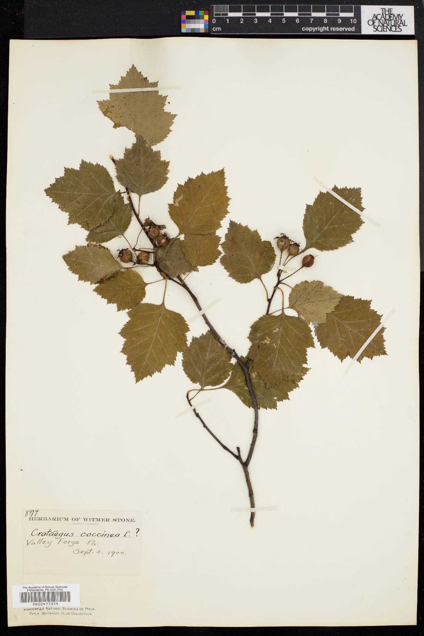 Crataegus coccinea image