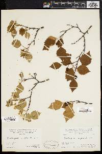 Crataegus compacta image