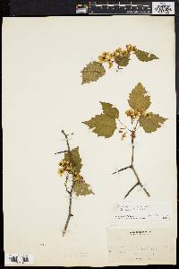 Crataegus compta image